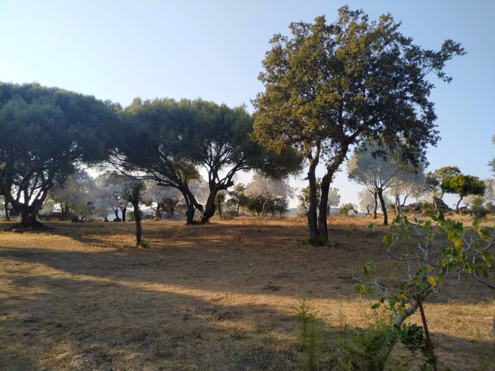 Latte%20and%20croissant