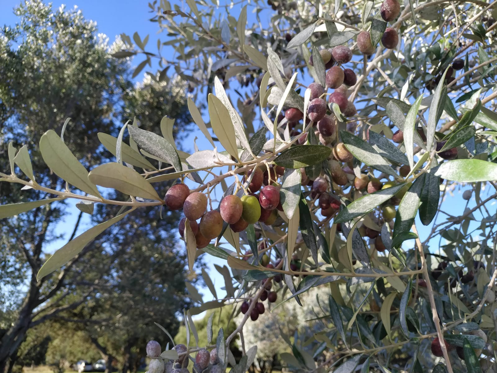 coffee and-coffee-beans